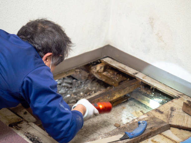 Best Residential Mold Removal  in Meeker, CO