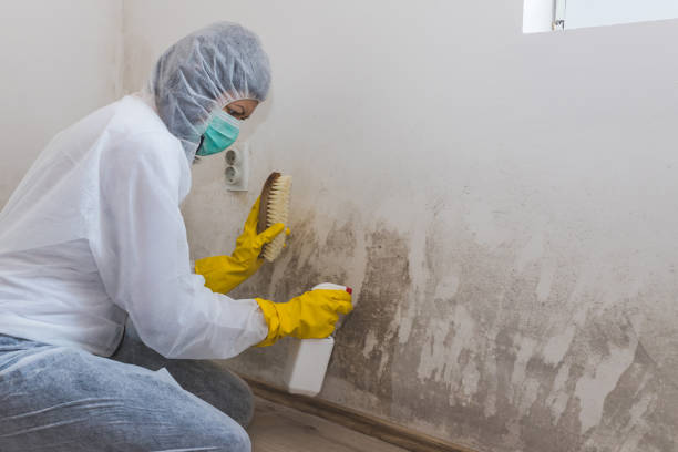 Best Local Mold Removal Service  in Meeker, CO