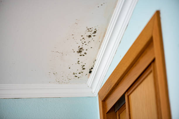 Mold Removal and Inspection in Meeker, CO