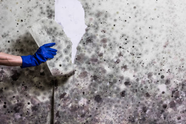 Best Best Mold Removal Companies  in Meeker, CO