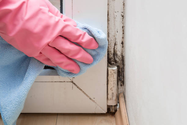 Best Professional Mold Removal  in Meeker, CO