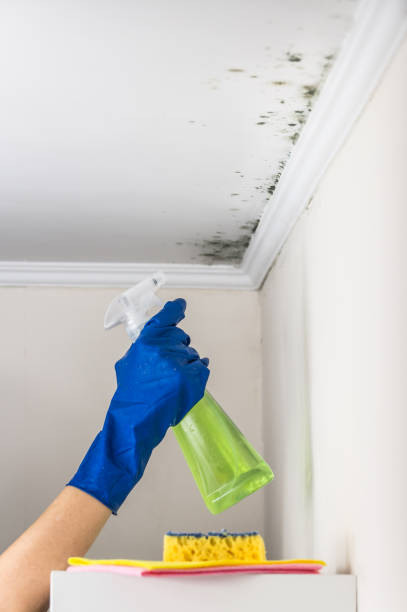 Best Mold Removal and Inspection  in Meeker, CO