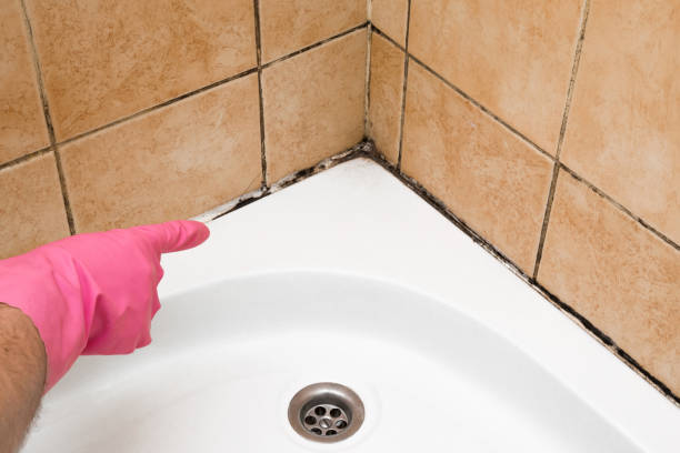 Best Mold Testing  in Meeker, CO